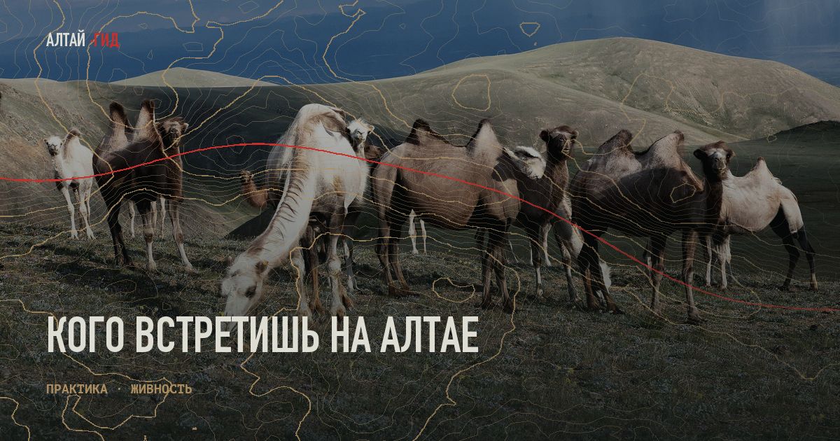 Кого встретишь на Алтае