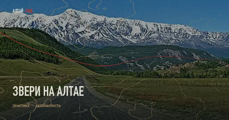 Звери на Алтае