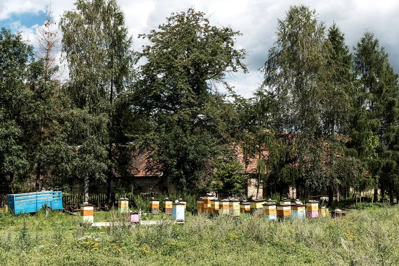 Пасеки — ряды ульев на поляне, пасечник в сетке, дымарь